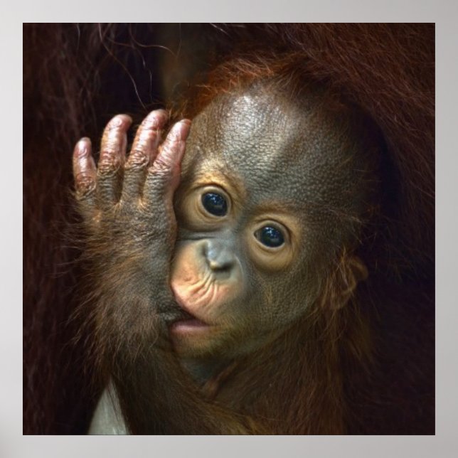 Póster Orangutan (Frente)
