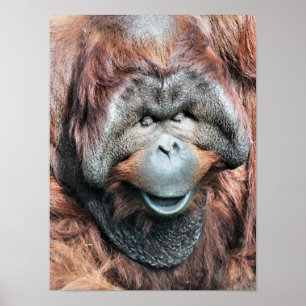 PÓSTER ORANGUTAN