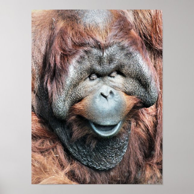 PÓSTER ORANGUTÁN (Frente)