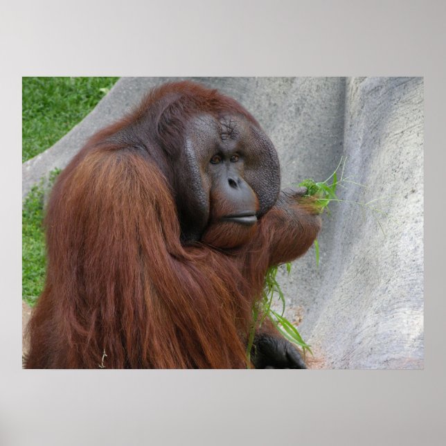 Póster Orangutan (Frente)