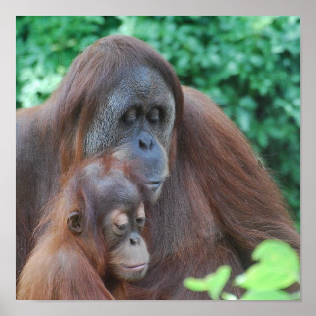 Póster Orangutan bebé con madre Poster (Frente)