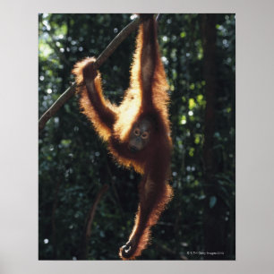 Póster Orangutan colgando de Liana 2