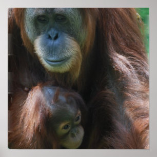 Póster Orangután con Poster bebé