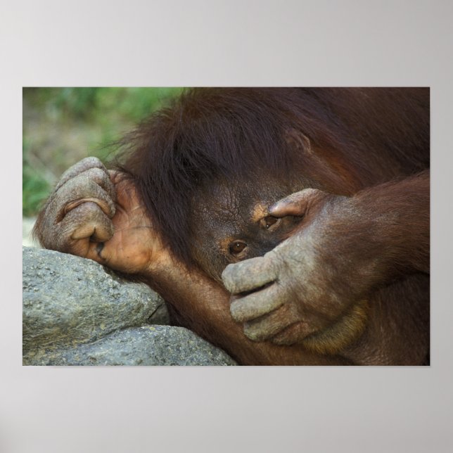 Póster Orangután de Sumatra, Pongo pygmaeus (Frente)