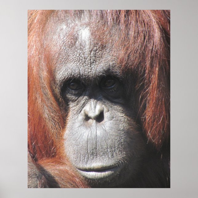 Póster Orangutan Eyes (Frente)