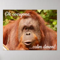 Orangután gracioso