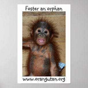 Póster Orangután huérfano del bebé