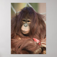 Orangutan Kayan