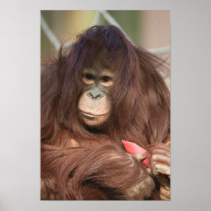 Póster Orangutan Kayan