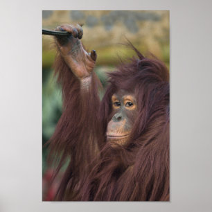 Póster Orangutan Kayan