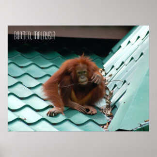 Póster Orangután lindo en la selva de Sabah Borneo