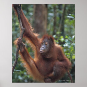 Póster Orangután que cuelga en Liana