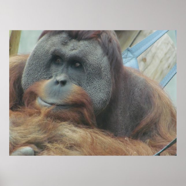 Póster Orangután, simio, mono, animal, Poster de la pared (Frente)