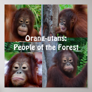 Póster Orangutanes