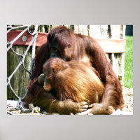 ORANGUTANOS