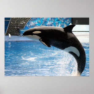 Póster Orca