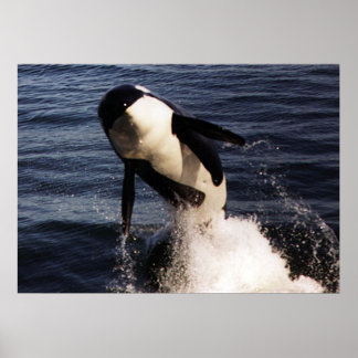 Póster Orca