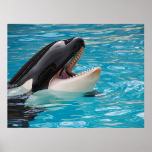 Póster Orca, ballena asesina