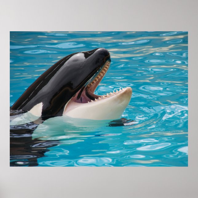 Póster Orca, ballena asesina (Frente)