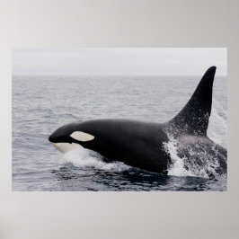 Póster Orca, ballena asesina, violación