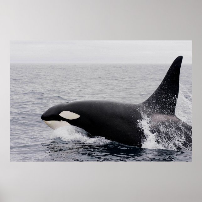 Póster Orca, ballena asesina, violación (Frente)