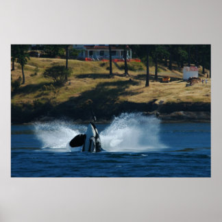 Póster Orca In the San Juan islands