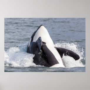 Póster Orca saltando fuera del agua