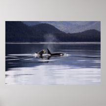 Orca | Violación de ballenas asesinas