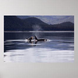 Póster Orca | Violación de ballenas asesinas