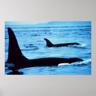 Póster Orcas