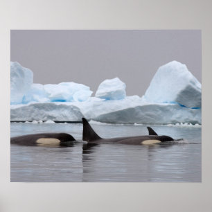 Póster orcas (orcas), orca del Orcinus, vaina