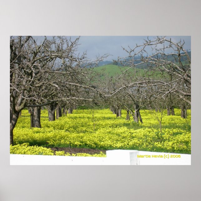 Póster Orchard Mustard Fields (Frente)