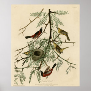 Póster Orchard Oriole