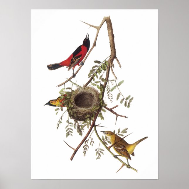 Póster Orchard Oriole by Audubon (Frente)