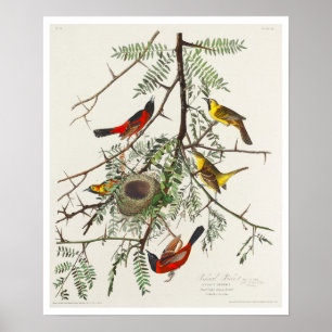 Póster Orchard Oriole by Audubon Poster
