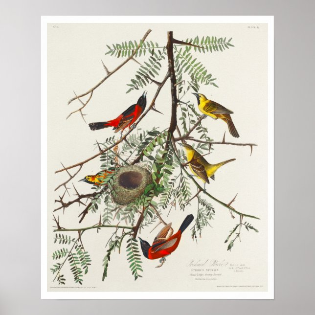 Póster Orchard Oriole by Audubon Poster (Frente)