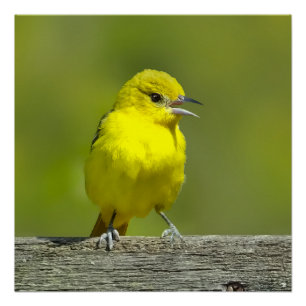 Póster Orchard Oriole - Foto original