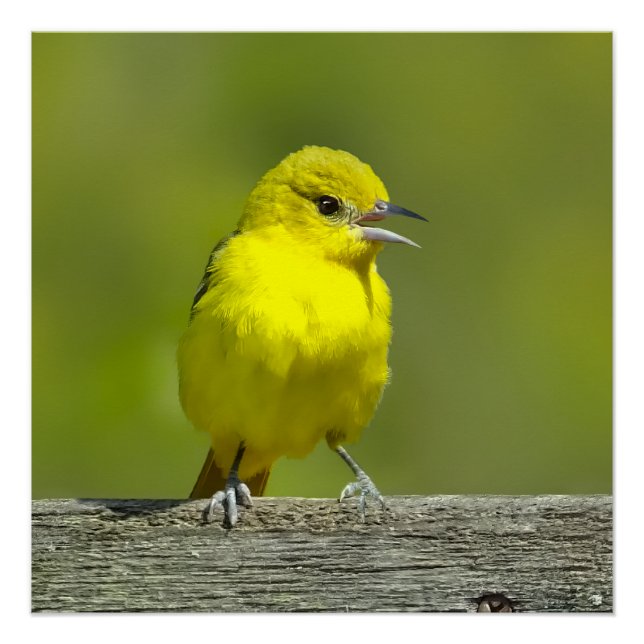 Póster Orchard Oriole - Foto original (Anverso)