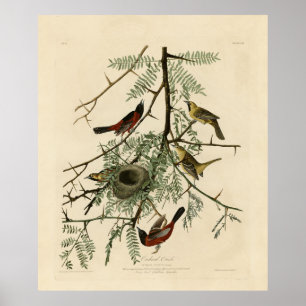 Póster Orchard Oriole from Audubon's Birds of America