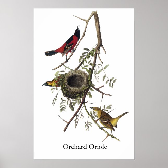Póster Orchard Oriole - John James Audubon (Frente)