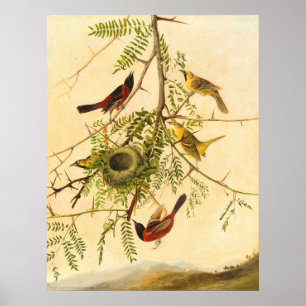 Póster Orchard Oriole - Joseph Kidd Fine Art Poster