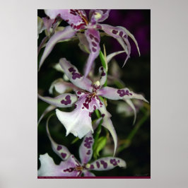 Póster Orchid Beallara Poster -24x36 -otros tamaños