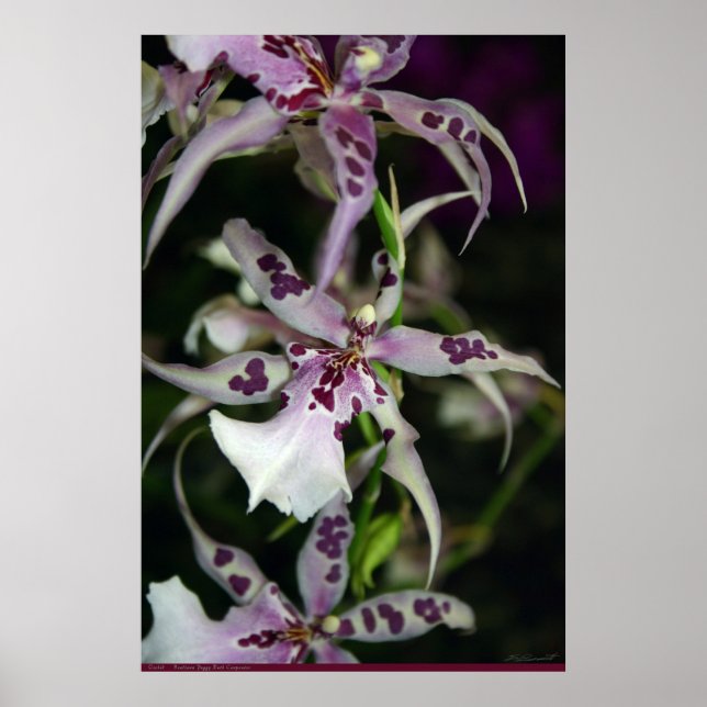 Póster Orchid Beallara Poster -24x36 -otros tamaños (Frente)