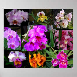 Póster Orchid Collage