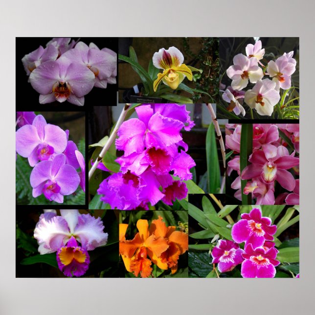 Póster Orchid Collage (Frente)