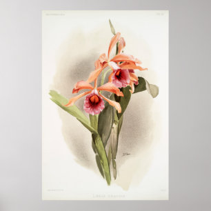 Póster Orchid Illustrated