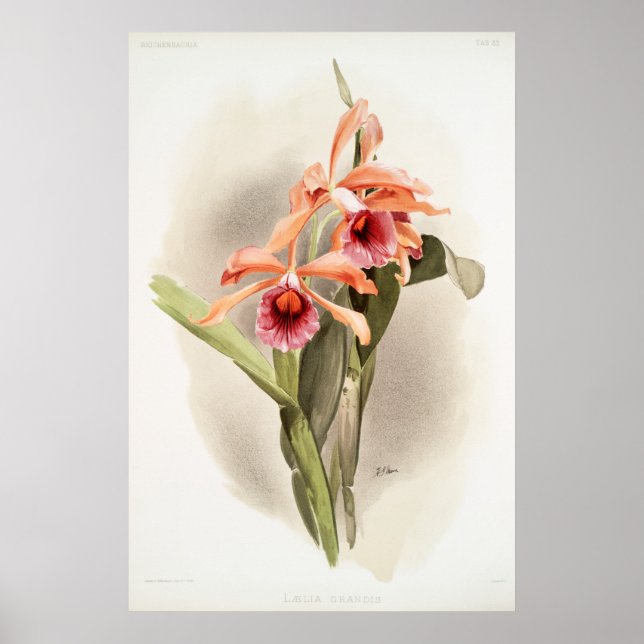 Póster Orchid Illustrated (Frente)
