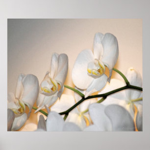 Póster Orchid Phalae Sogo Art Print -24x20 -or smaller