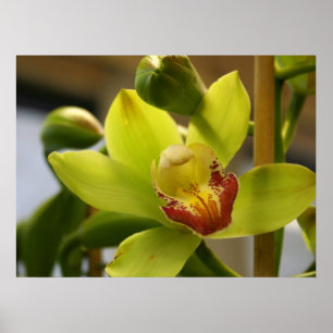 Póster Orchid poster