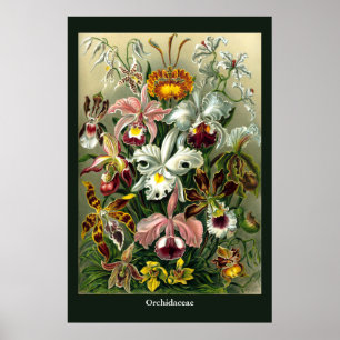 Póster Orchidaceae Poster de Ernst Haeckel